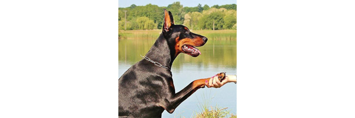 Is It Possible To Teach New Tricks To An Old Dog?