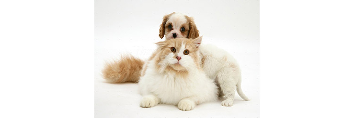 Cats and Dogs Soul Mates