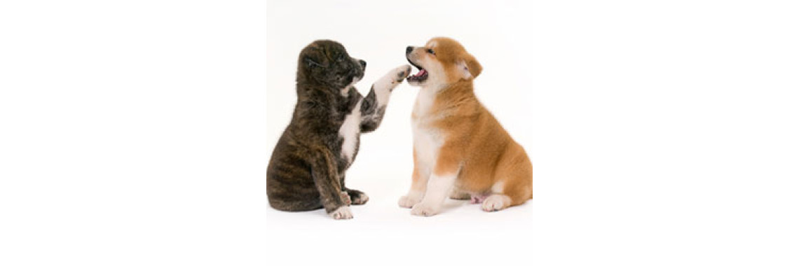 Learn The Methods Of How Your Puppy Can Socialize Around