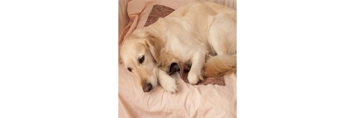 Dog Worms: Symptoms and Infestation
