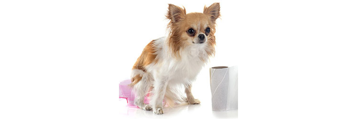 How To Detect And Treat Whipworm In Your Dog