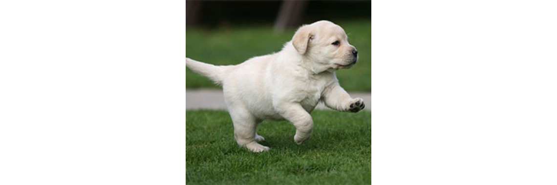 Selecting A Labrador Puppy As Your Pet?