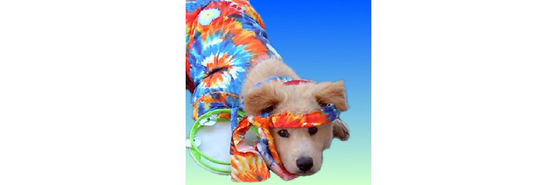 Cultivating Good Behave In Your New Puppy