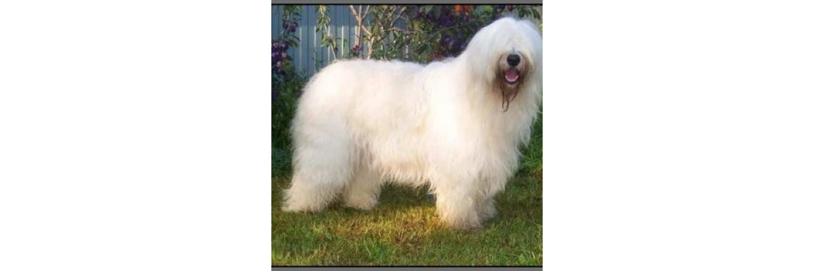 Hypoallergenic Medium Sized Dogs
