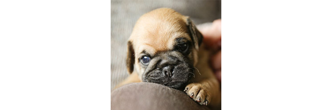 Understanding Your Dog: A Guide Every Pet Owner Should Read