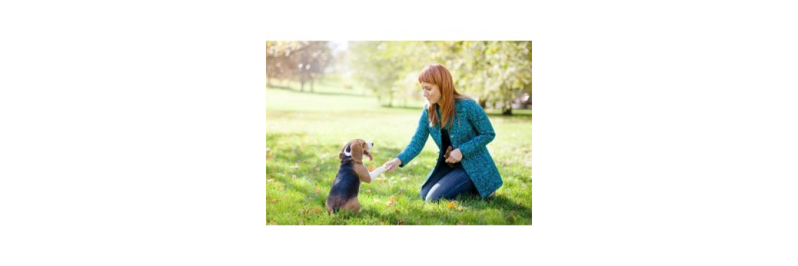 Click And Treat Is For The Dogs