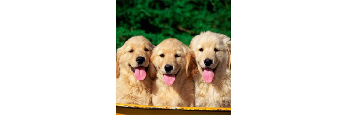 Everything You Ever Wanted to Know about Golden Retrievers
