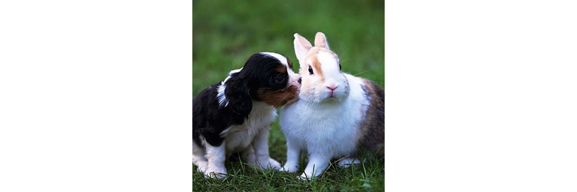 Heart worms In Dogs What They Are & What To Do