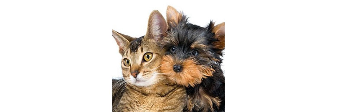 Pet Diseases: Healthy Pets Make Healthy People