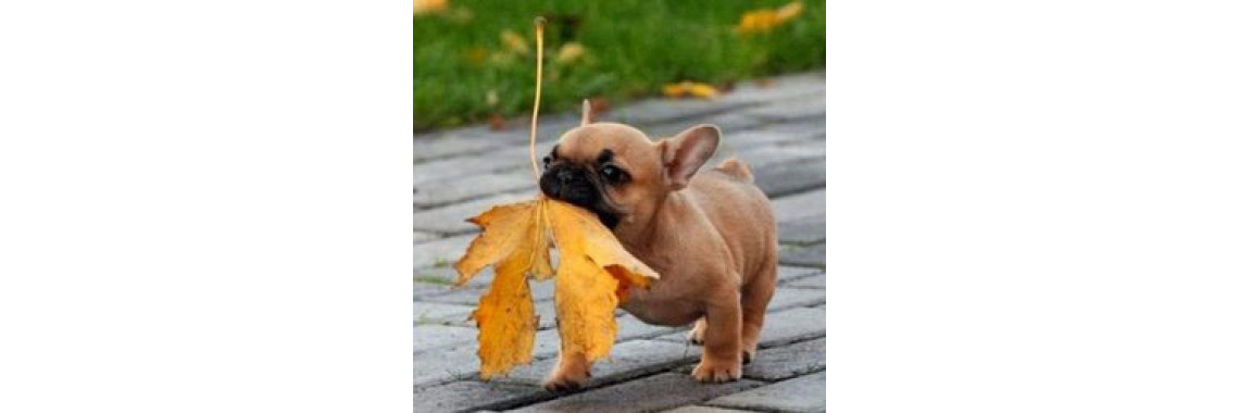 When Dog Training Require?