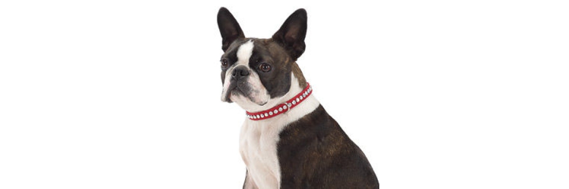 Do Your Puppy Accept Collar And Leashes