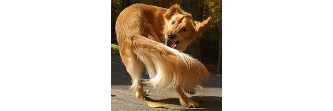 For The Dog Owners Looking For Fun & Laughter