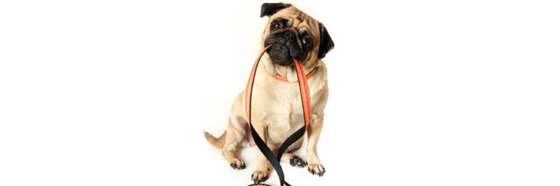 Dog Obedience Training