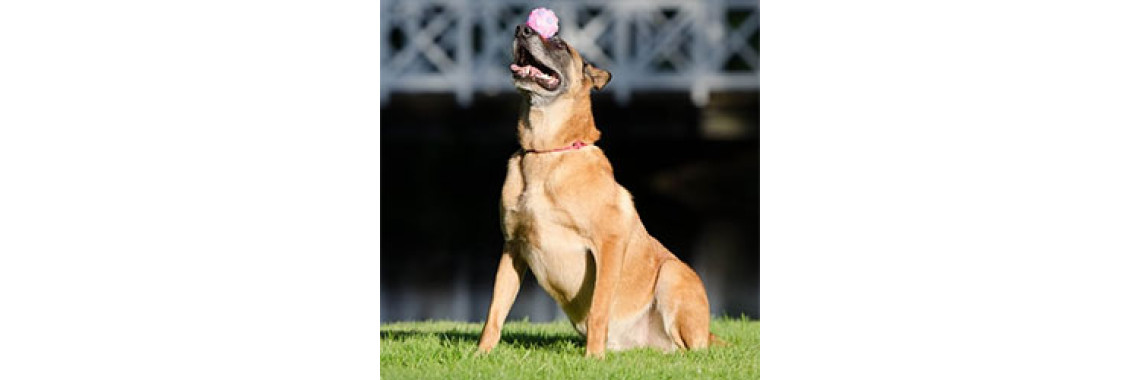 It Is Necessary To Understand Your Dog's Capabilities Before You Teach Buddy New Tricks