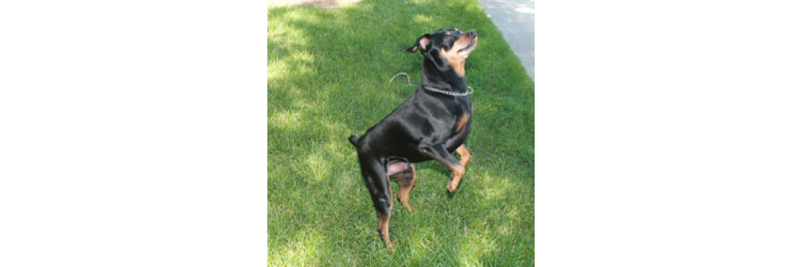 Train Your Buddy To Walk & Dance - Warning: Not All Dogs Can Do It!
