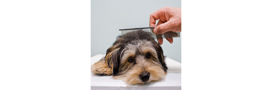 Dog Grooming Tips To Make Your Dog Happier