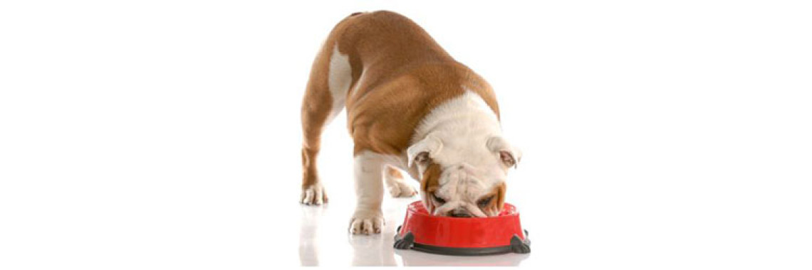 Feeding And Keeping Your Dog Healthy