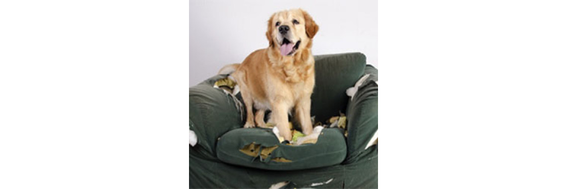 Dog Training â€“ Dealing With Separation Anxiety