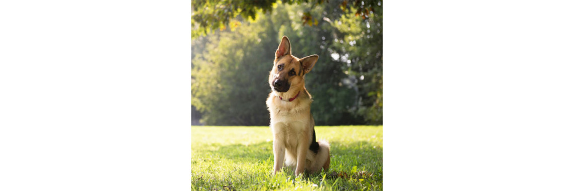 Surprise!! You Just Annoyed Your Dogâ€¦