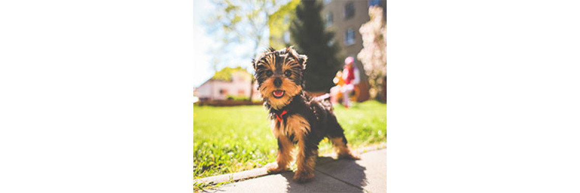 Playtime With Your Dog - Could Be Just As Beneficial To You As It Is To Your Pet