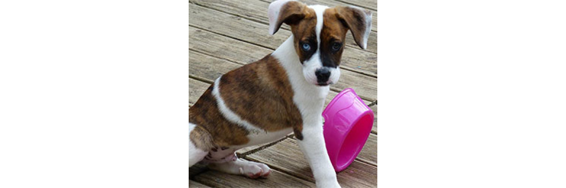 The Perfect Time For Dog Training Is - Mealtime
