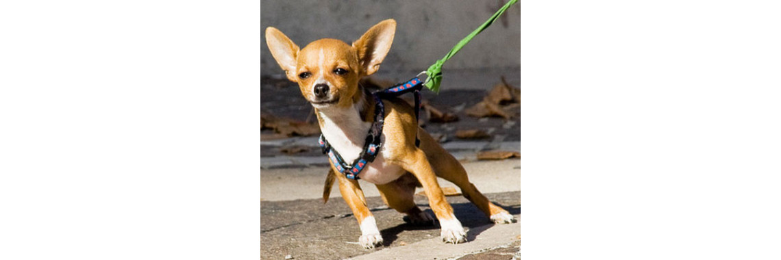 Stop A Dog From Pulling On The Leash