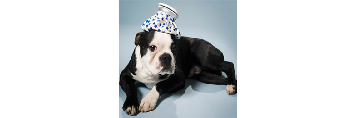 Leptospirosis In Dogs