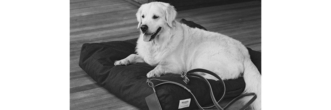 Designer Dog Beds and Leash and Collar Sets Make Fido Jump for Joy