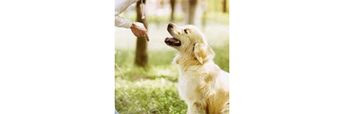 Basic Dog Training part III