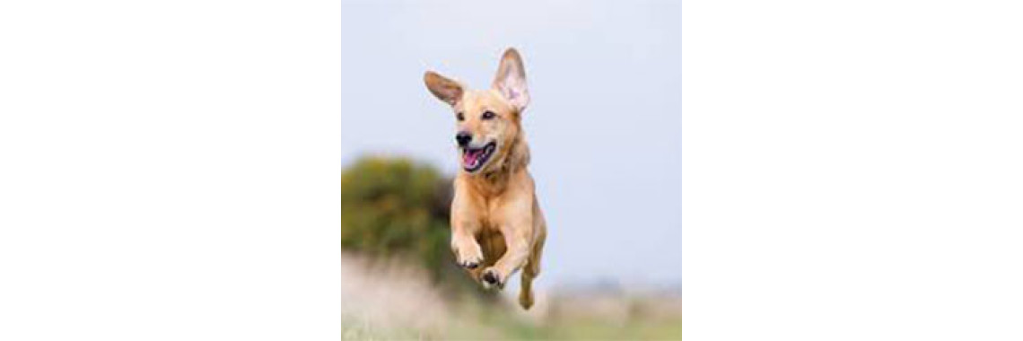 Eliminating Problem Dog Behaviors â€“ Jumping And Roaming