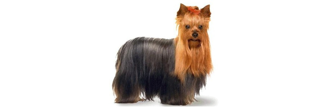 The ideal token of love for your precious pet