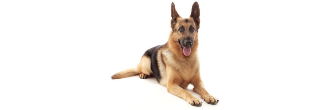 How To Choose The Right Dog Food