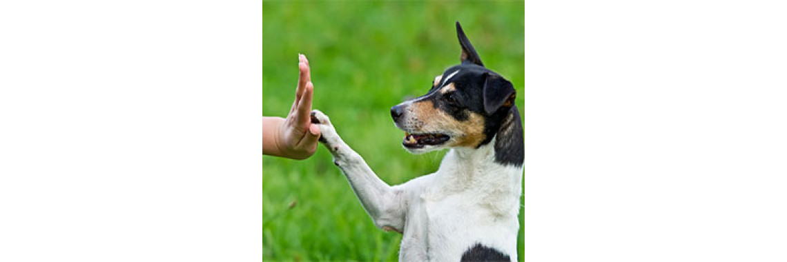 How To Be A Good Dog Owner