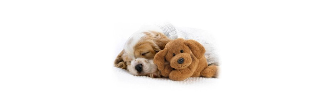 Choosing a Dog Things Everyone Should Look For