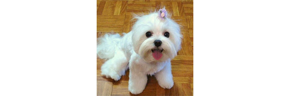 Maltese and Children:  Is It a Good Combination