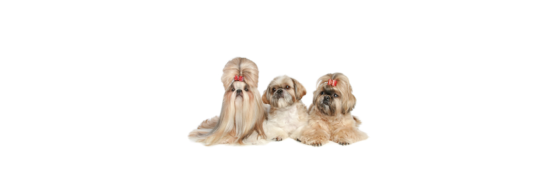 Thinking Of Getting a Lhasa Apso Dog