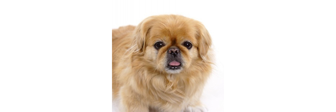 Caring for Dogs that are Hypoallergenic for Humans