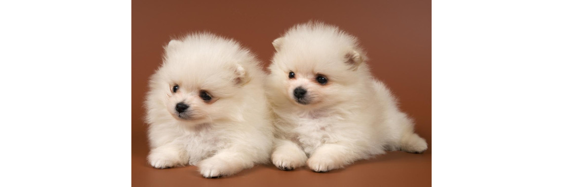 Choosing Your New Pit Bull Puppy Dog Advice