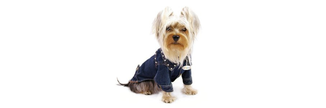 The True Cost Of Keeping A Pet