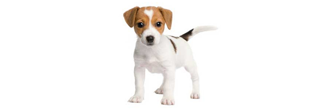 Great Tips For Getting Your Dog Toilet Trained