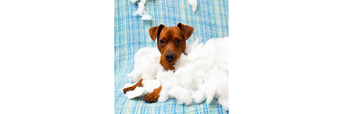 What To Expect When You Bring Home An 8 Week Old Puppy!