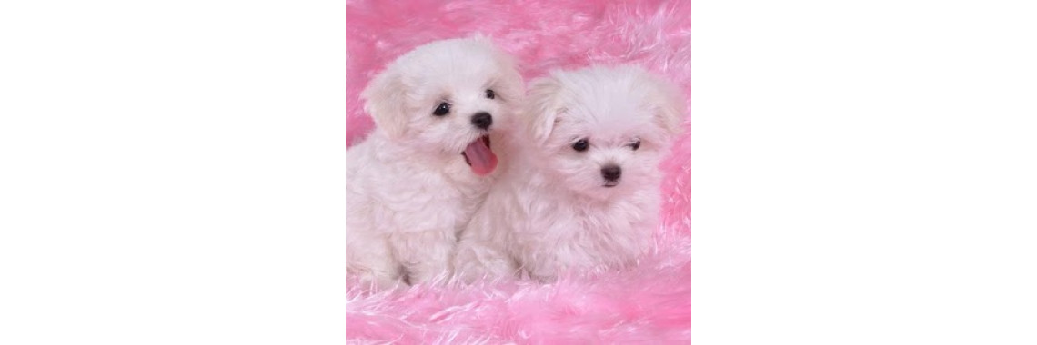 Tips to Easy House Breaking Your Puppy