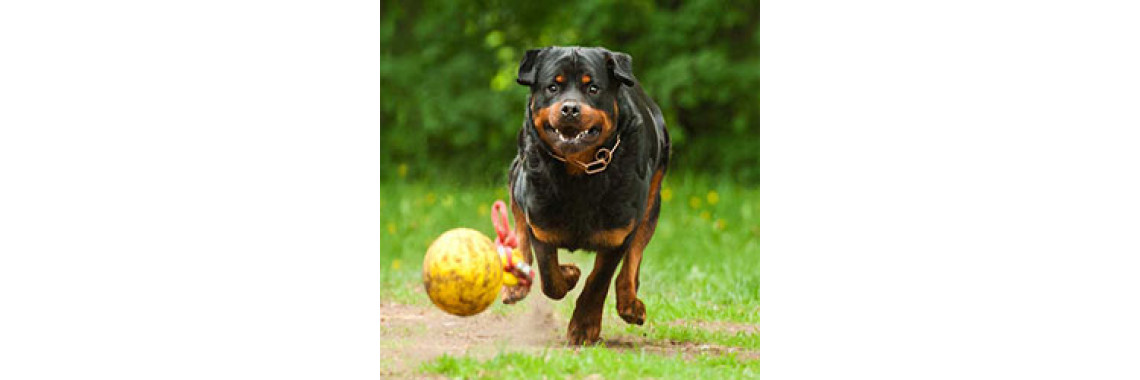 Rottweiler - A Natural Guard Dog!