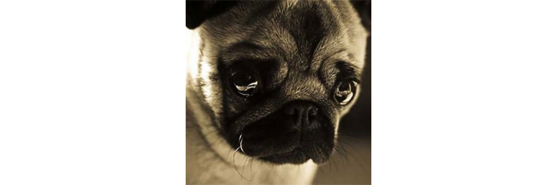 Dogs Are Not People! Understanding The Differences.