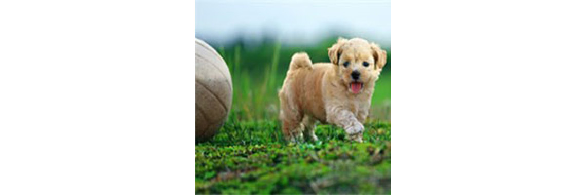 How To Start Training Puppies
