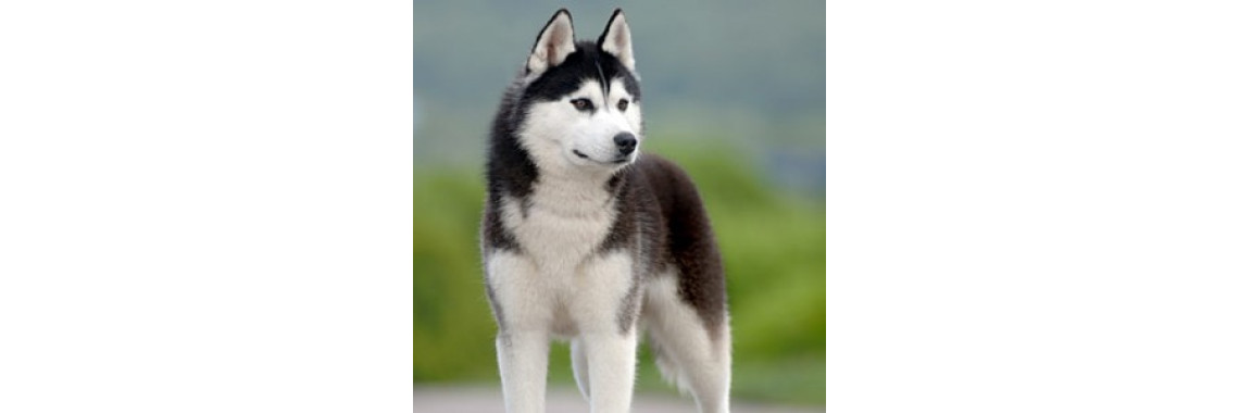 Some Terrier Dogs That You Would Find Interesting