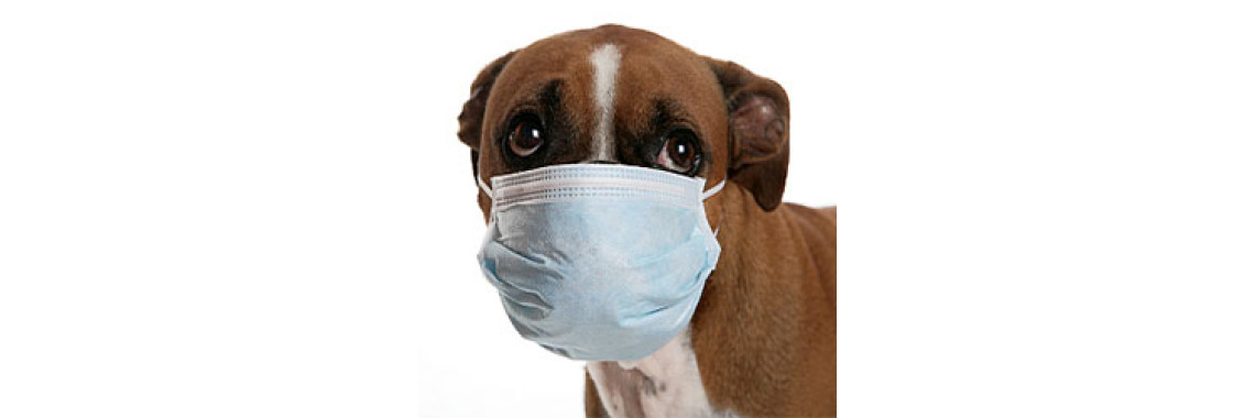 Your Pets And Allergic Dermatitis