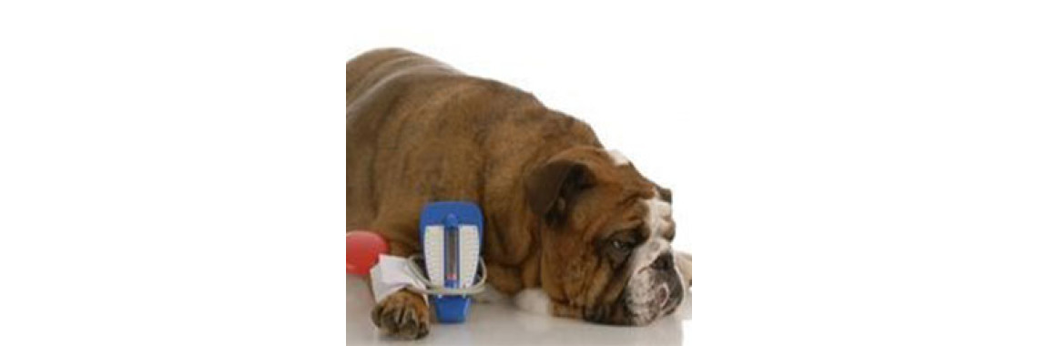 Lyme Disease In Dogs Is A Serious Matter