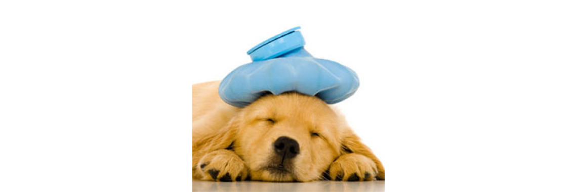 Dog Sicknesses Symptoms & Diagnosis