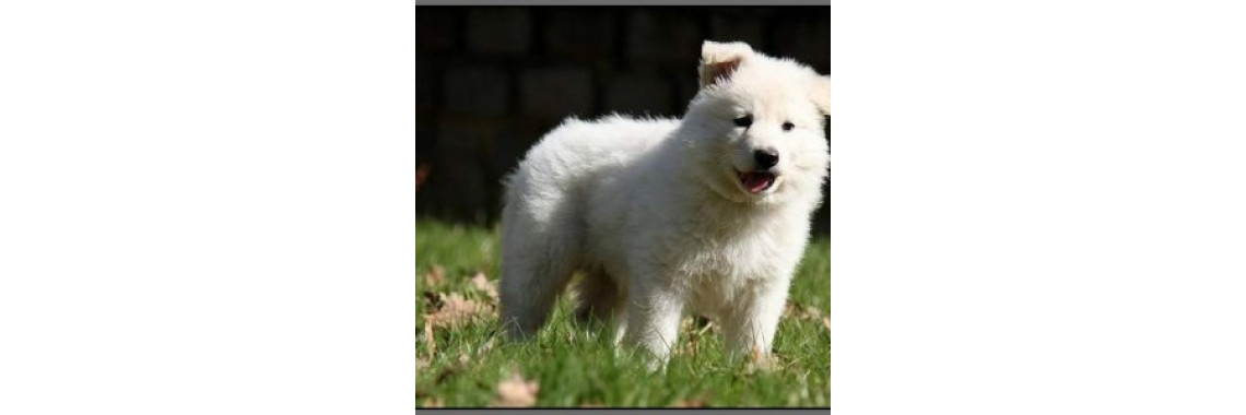 Obesity In Dogs
